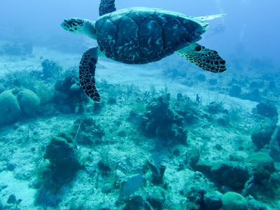 Ocean color palette from curated photo