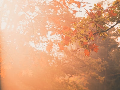 Curated photo color palette